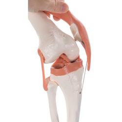 3B Articulación de la Rodilla