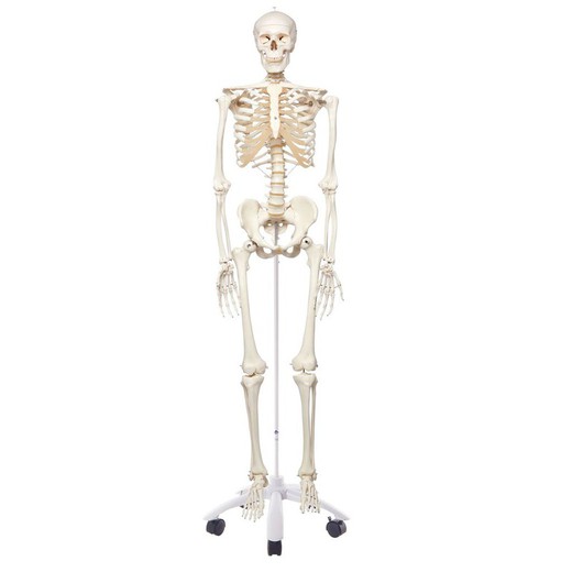 3B Skeleton