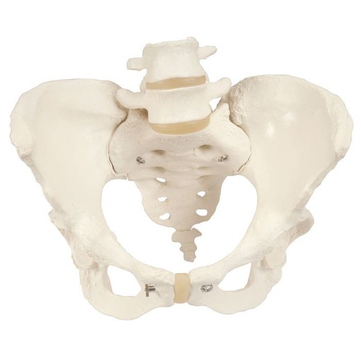 3B Skelett des weiblichen Beckens
