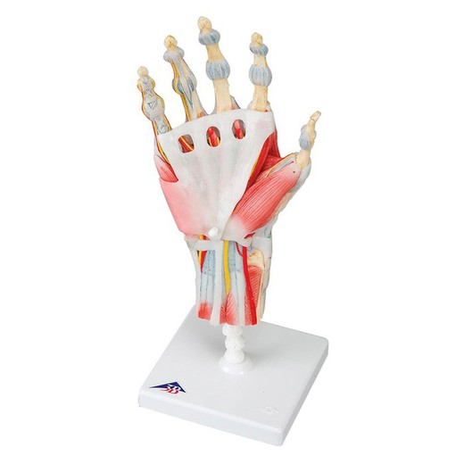 3B Modelo del esqueleto de la mano