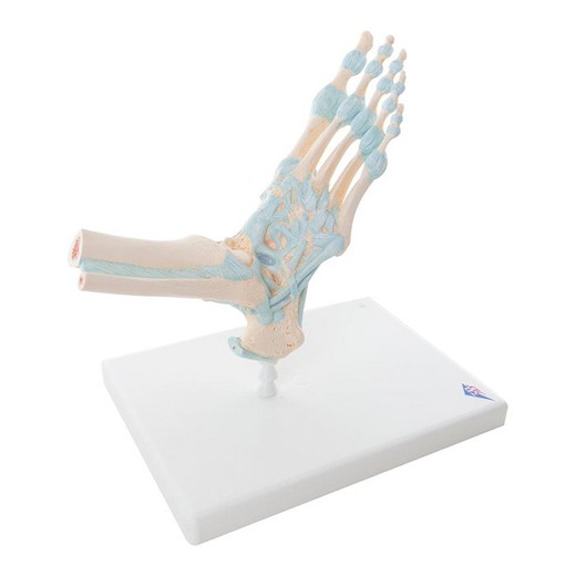 3B Modelo del esqueleto del pie