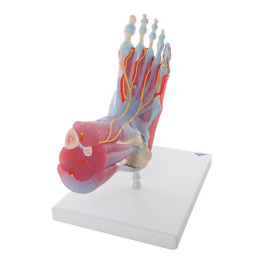 3B Modello dello scheletro del piede