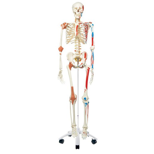 3B Sam Deluxe Skelett