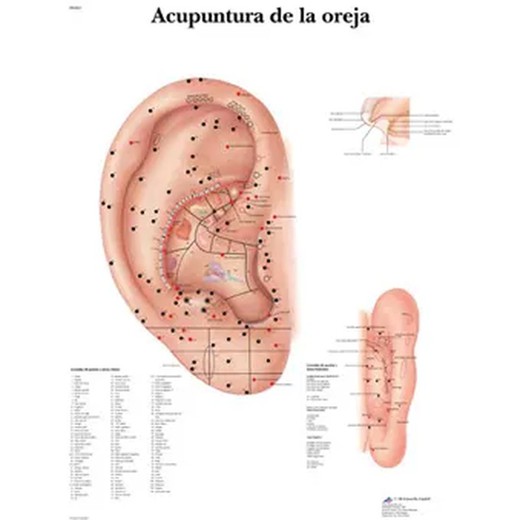 Planche 3B Acupuncture de l'oreille