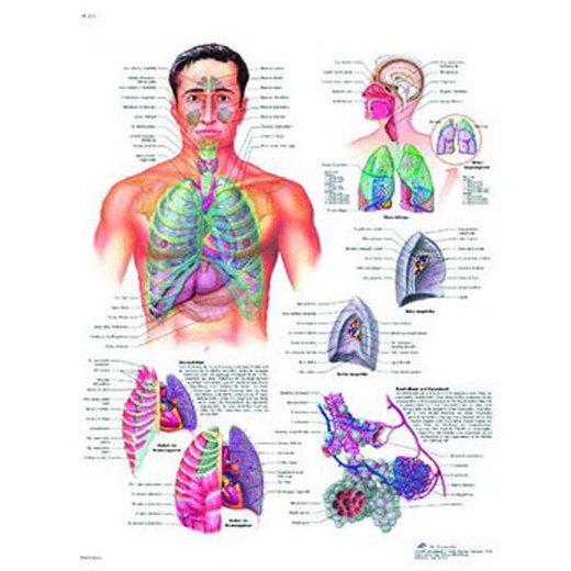 Plate 3B Respiratory System