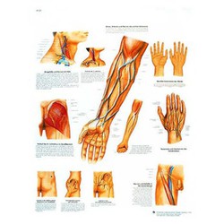 Plate 3B Course of vessels and nerves of clinical significance