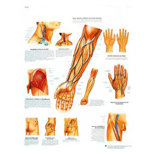 Tafel 3B Verlauf von Gefäßen und Nerven von klinischer Bedeutung