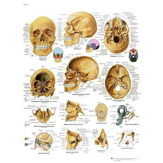 Plate 3B The Human Skull