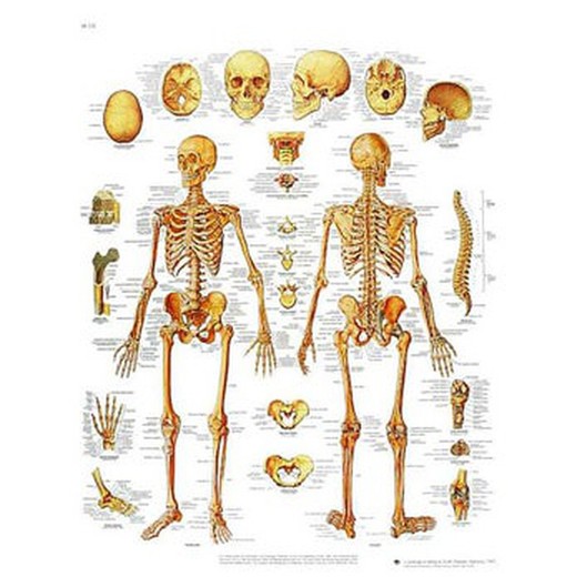 Plate 3B The Human Skeleton