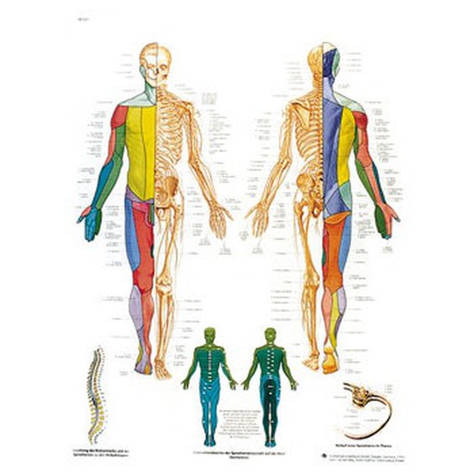 Platte 3B Das periphere Nervensystem