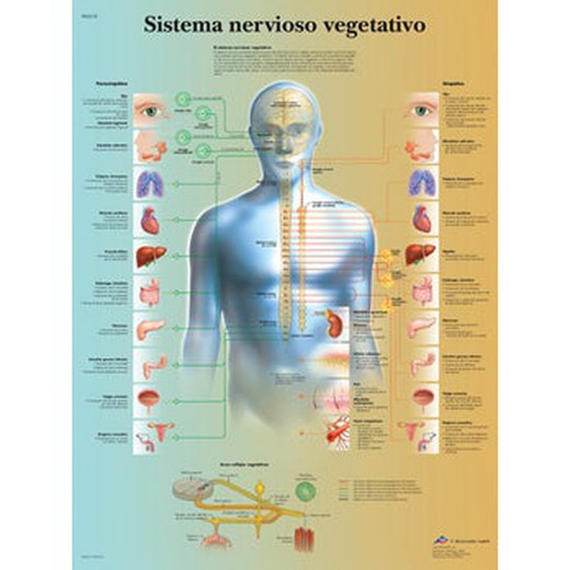 Placa 3B O Sistema Nervoso Vegetativo