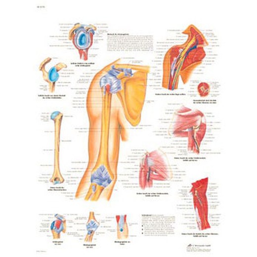 Plate 3B Shoulder and Elbow