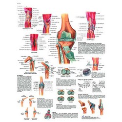 Platte 3B Das Kniegelenk