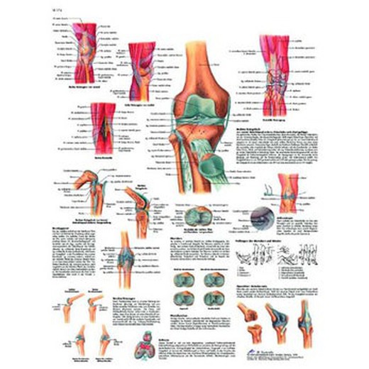 Plaque 3B L'articulation du genou
