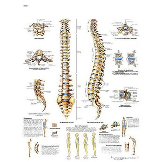 Lámina 3B La Columna Vertebral