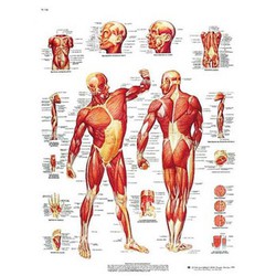 Lámina 3B La Musculatura Humana