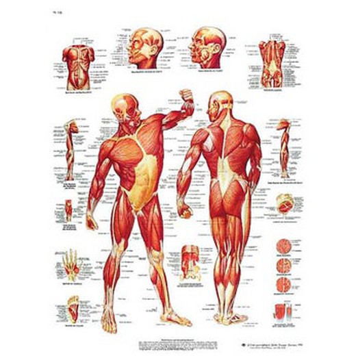 Platte 3B Die menschliche Muskulatur