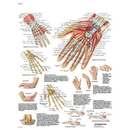 Plate 3B Hand and Radiocarpal Joint
