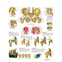 Lámina 3B Pelvis y Cadera