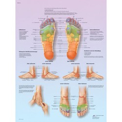 Lámina 3B Reflexoterapia Plantar