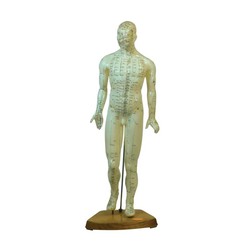 Male Acupuncture Model
