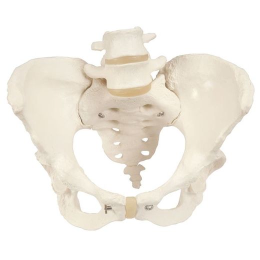 3B Scheletro del bacino femminile